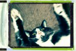 mr poostolph.jpg