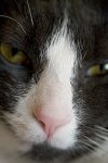 nose.jpg