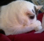 Checkers resize.jpg