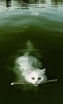 china swimming (Custom) (3).jpeg