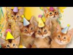 birthday cats.jpg