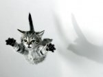jumping cat.jpg