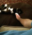 Tarragon couch.jpg