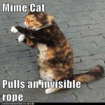 cat ropes 2.jpeg