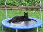 trampolineblackkitty.jpg