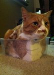 Eddie in a plastic container 1.jpg