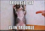 busted-cat.jpg