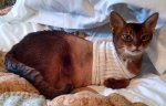 Sasha in Sock Sweater.jpg
