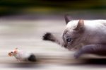 cat and mouse.jpg