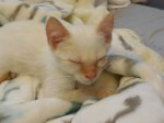 Sleeping Flame Point.jpg