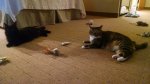 IMG_20140814_185518121.jpg