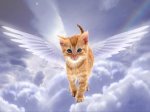 angel kitten.jpg