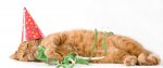 cat-birthday-pssst_0.jpg