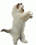 cat-dance.gif
