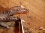 chicken toenail.jpg