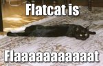 flat cat.jpg