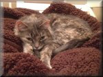 FluffyTrix_02.JPG