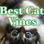 catvines.jpg