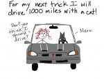 cat-road-trip.jpg