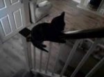 sliding cat.jpg