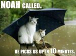 cats_ark.jpg