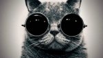 feline-friday-mad-scientist.jpg