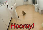 Hooray cats.png