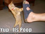 2ef97_funny-pictures-cat-looks-at-shoe.jpg