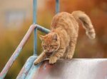 sliding cat.jpeg