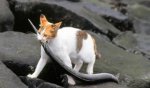 cat-vs-eel.jpg