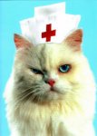 CatNurse.jpg