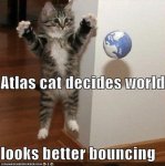 bouncing cat.jpeg