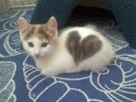 kittyheart.jpg
