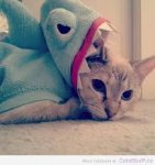kitty shark.jpg