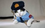 Uniform cat.jpg