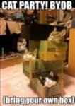 cat party box.jpg