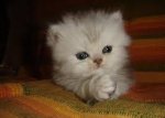Praying kitten.jpg