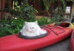 cat-kayak-1.jpg