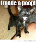 happy-kitten-cat-made-poop.jpg