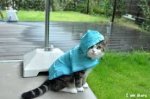 blue raincoat.jpg