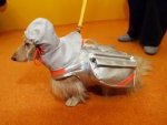 dog.jpg