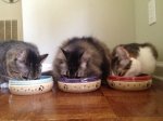 catbowlsresz.jpg