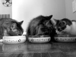 catbowls3resz.jpg