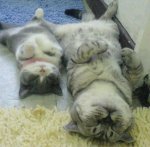 so tired.jpg
