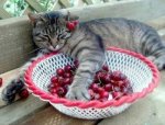 cherry cat 1.jpg