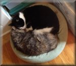SnuggleBugs.JPG