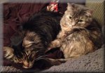 SnuggleBugsTnP.JPG