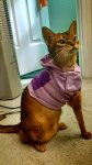 Sasha hoodie.jpg