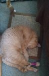 Cinco asleep.jpg