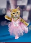 ballerina-cat-1ejh0ua.jpeg